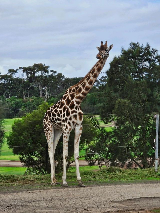 Werribee Open Range Zoo: Melbourne’s Mind-Blowing Safari Adventure 🦒🚍