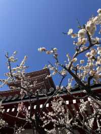 พาไปเดินเล่นย่าน Asakusa !
