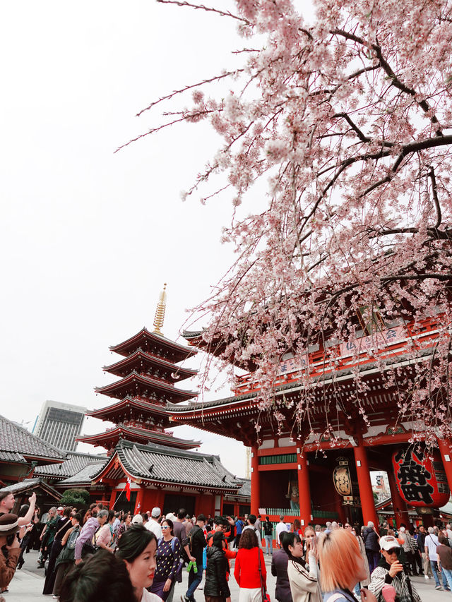 淺草寺（せんそうじ）