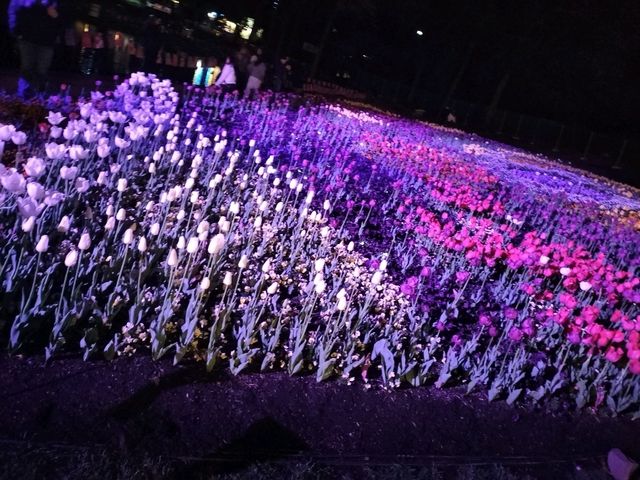 🌹Floriade Nightfest🌹