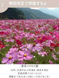 【兵庫】コスモス畑　おすすめ7選