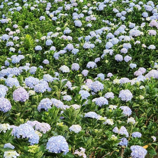 Mae Rim Flower Power: Hydrangea Selfie Spots & Insta Garden Magic 🌸🌦️ Mae Rim Flower Power: Hydrangea Selfie Spots & Insta Garden Magic 🌸🌦️