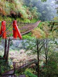 見晴懷古步道森林漫遊體驗🌳