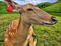 不用去新疆!在湘南郴州找到宫崎骏童话草原|蹒跚小旅人一日漫游