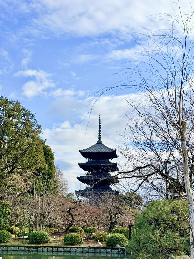 교토의 랜드마크, 하늘 높이 솟은 오층탑이 아름다운 도지 ⛩️🏯