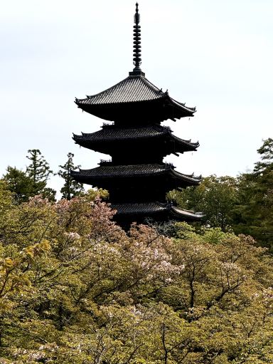 御室桜で有名な世界遺産 仁和寺 | Trip.com 京都