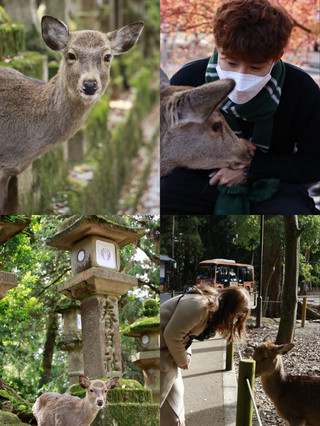 奈良鹿公園互動體驗🦌  