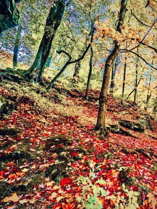 . Japan Iwate Hachimantai Lake Tazawa Cliff Mossy Birch Forest