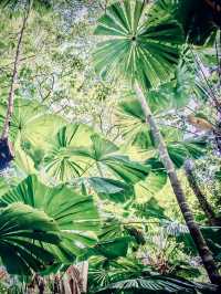  Indonesia Sumatra Lake Toba Samosir Island Cliff Mossy Forest