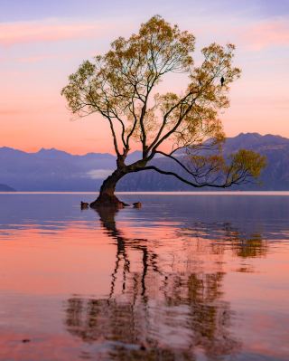 🇳🇿That Wanaka Tree: What You See Online vs What You Actually Get