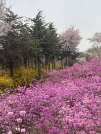 벚꽃과 함께 피어난 분홍빛 파도 부천 🌸진달래동산