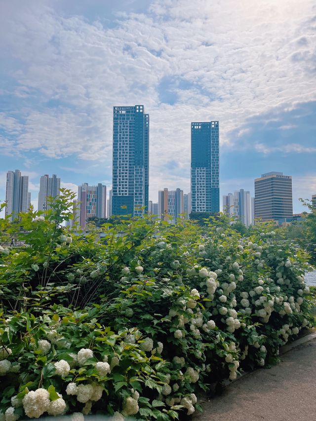 지금 나들이 가기 딱 ! 좋은 곳 뉴욕 부럽지 않은 송도 센트럴파크🌿