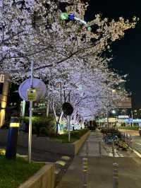 Spring Magic in Shanghai: Best Cherry Blossom Spots You Can’t Miss! 🌸✨