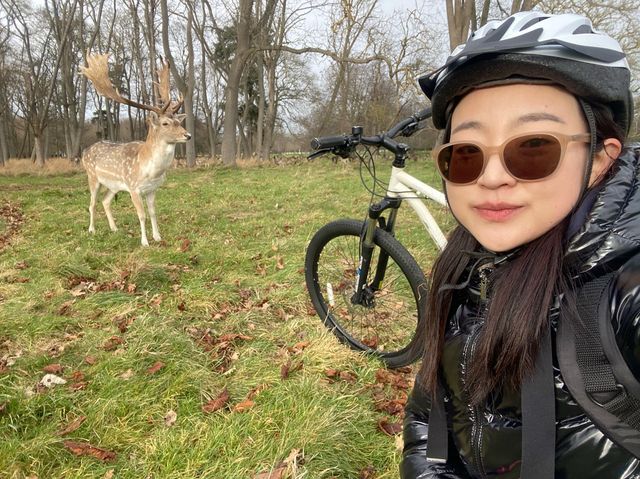 🇮🇪 아일랜드 더블린 : 피닉스 파크에서 사슴을 만나다 🦌
