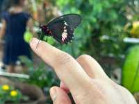 Dubai Butterfly Garden 🗺️