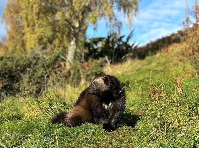 Highland Wildlife Park 🦒