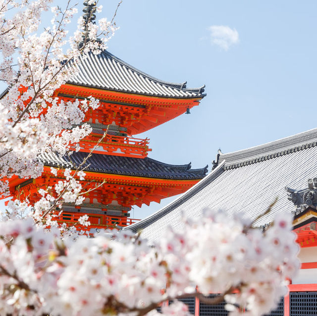 Sakura Spectacle: Tokyo's Blossom Ballet!🌸