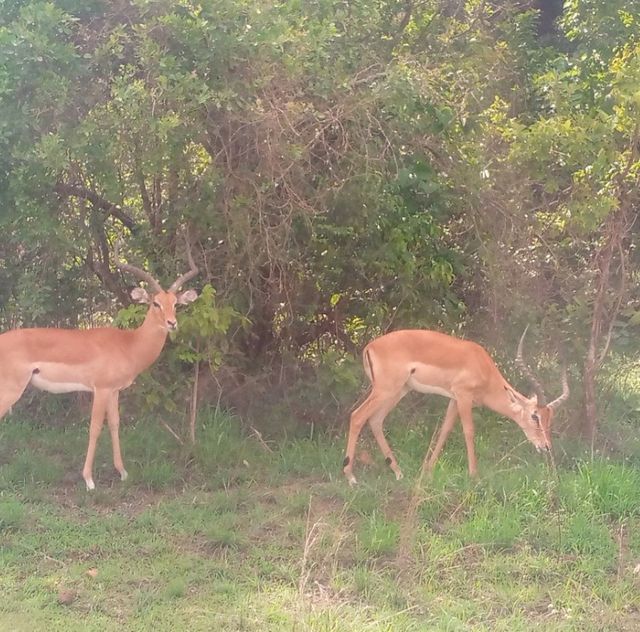 The best experience in Rwanda with 3Dreams Rwanda Safaris 
