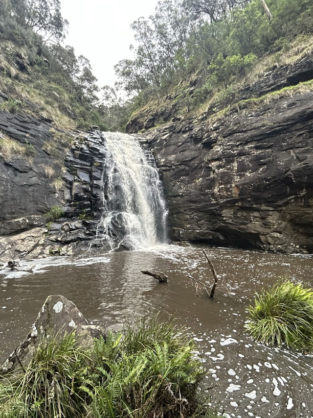 🌊🚗 The Ultimate Great Ocean Road Adventure: Wildlife & Iconic Views 🦘🐨