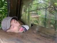 Chessington world of adventure's