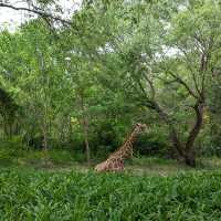 Beijing Wildlife Park from Daxing airport