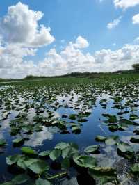 Huge national park near Miami: the Everglades 