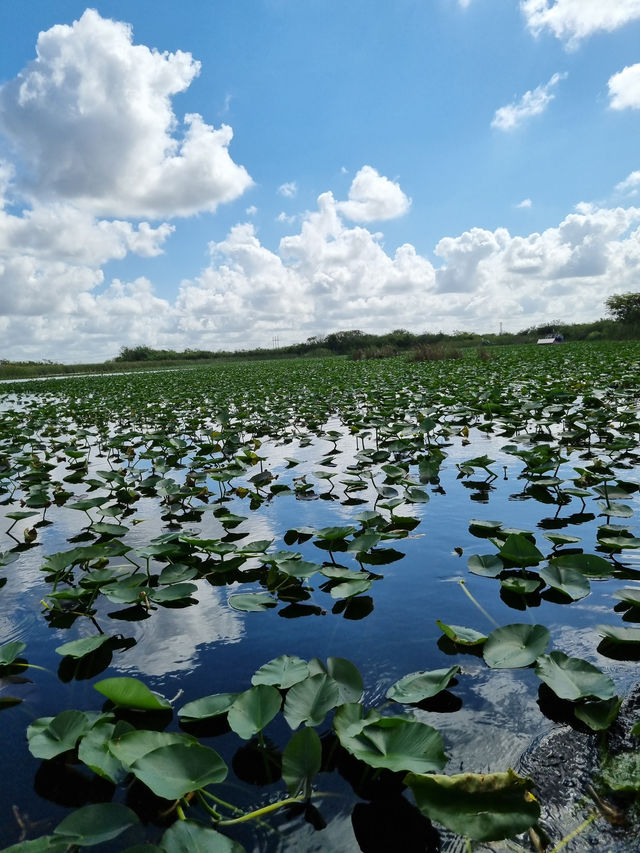 Huge national park near Miami: the Everglades 