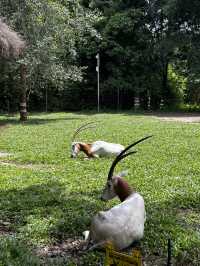 Signature Phu Quoc Safari ! Must see!