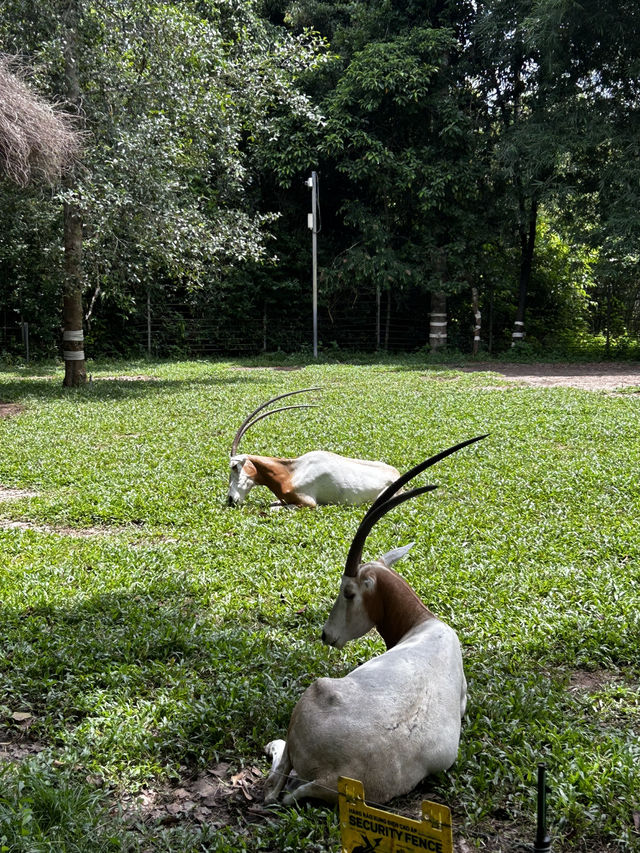 Signature Phu Quoc Safari ! Must see!
