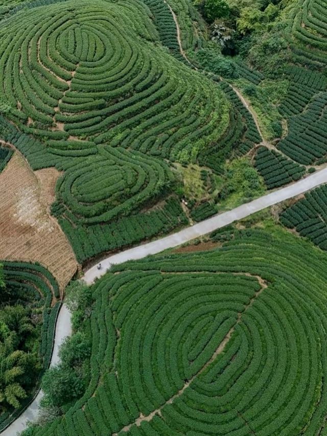 ⛰️ Mengding Mountain – The Ancient Cradle of Chinese Tea