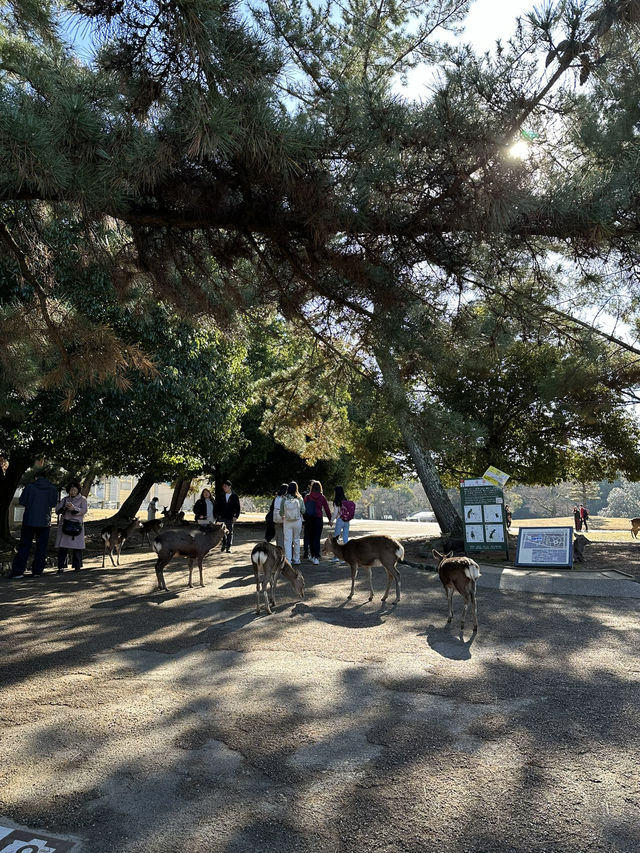 Japan Itinerary 3: Just back from a deep-dive day in Nara