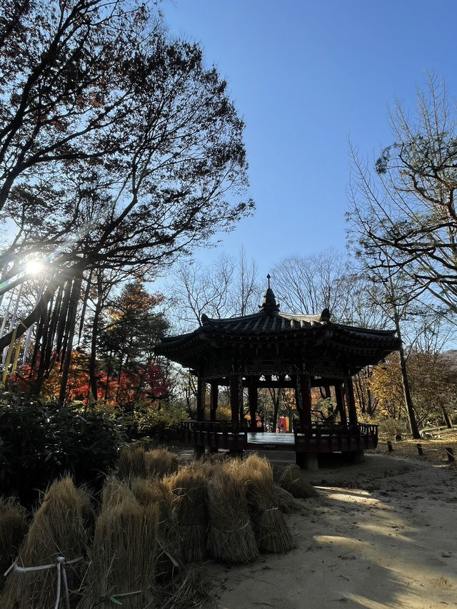 Autumn Suwon Vibes🍂