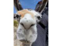 Colca Canyon and the road from Arequipa are a highlight of Andean landscape🏔️and wildlife🦙