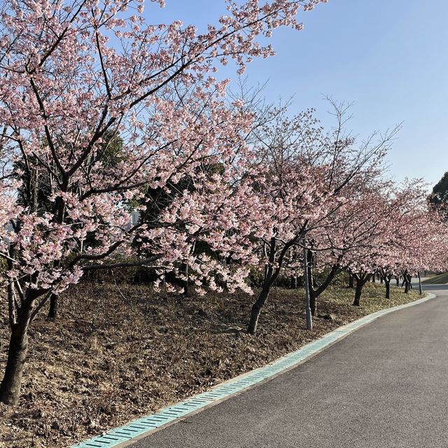 【上海桜の名所】上海人なら誰でも知っている顧村公園