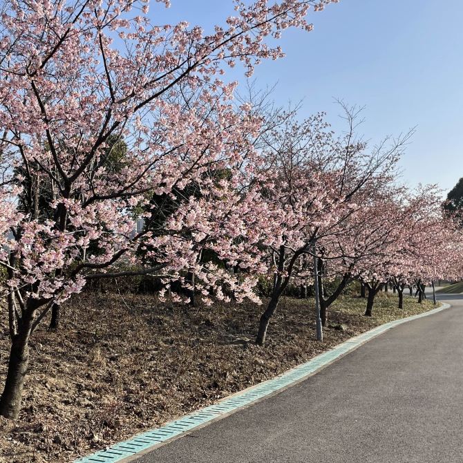 【上海桜の名所】上海人なら誰でも知っている顧村公園