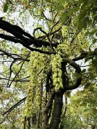 Hong Kong Flower Appreciation | Rare Sparrow Flower Waterfall Appears on the Yuan Tsuen Ancient Trail