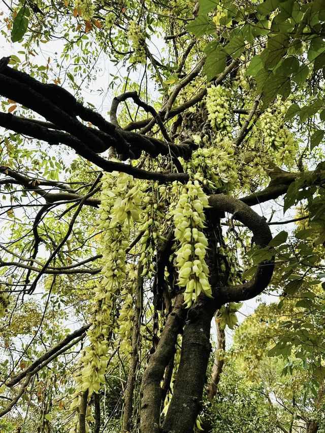 Hong Kong Flower Appreciation | Rare Sparrow Flower Waterfall Appears on the Yuan Tsuen Ancient Trail
