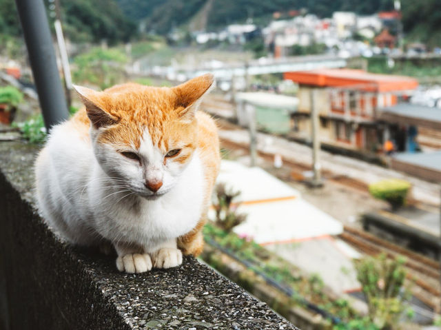 「猴硐貓村」偶遇喵星人