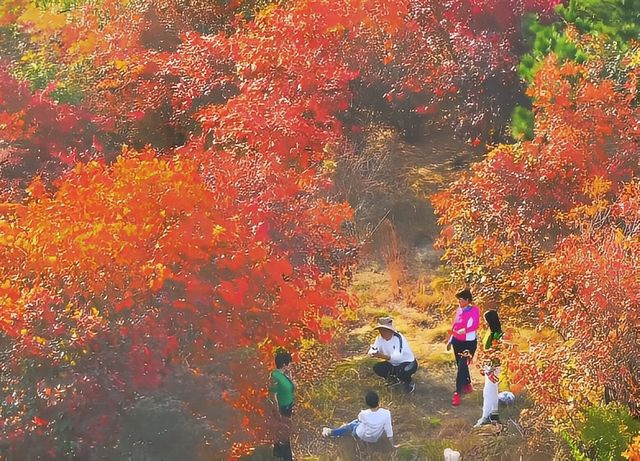 漫山紅葉醉深秋