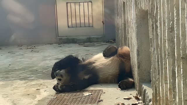 成都之行