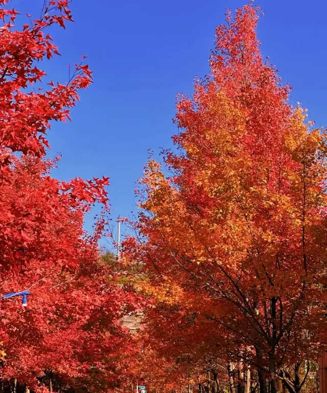 Experience the autumn scenery in Kunming