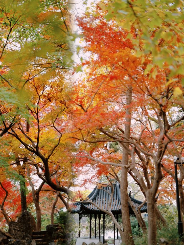 光影園林|與秋同肅！留園