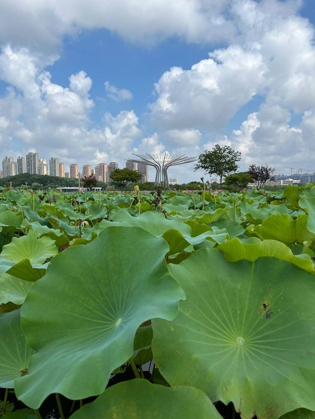 泰州“馬爾代夫”，天德湖公園