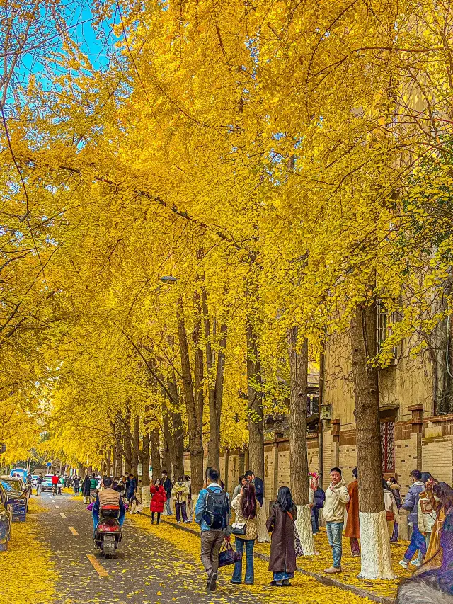 The beautiful autumn in Chengdu, Sichuan is perfect for photography