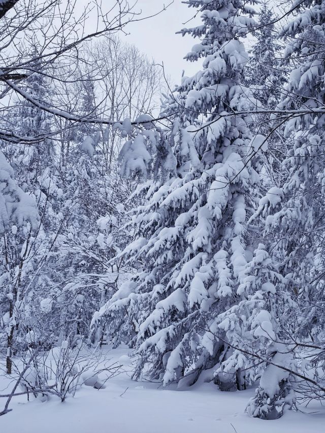 牡丹江|大禿頂子山｜闖進童話世界裡的林海雪原