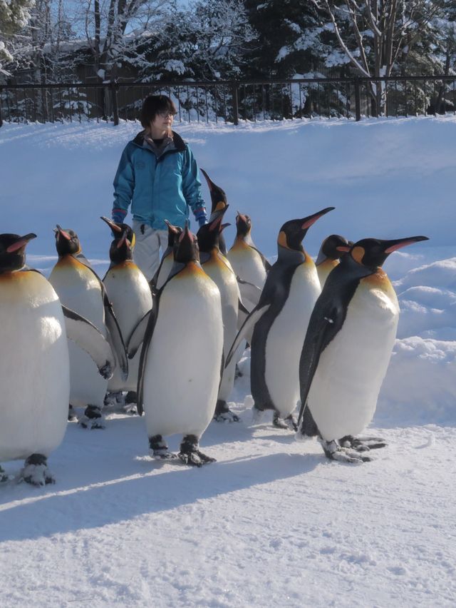 日本北海道最不可錯過的景點旭山動物園親子遊情侶出遊絕佳去處