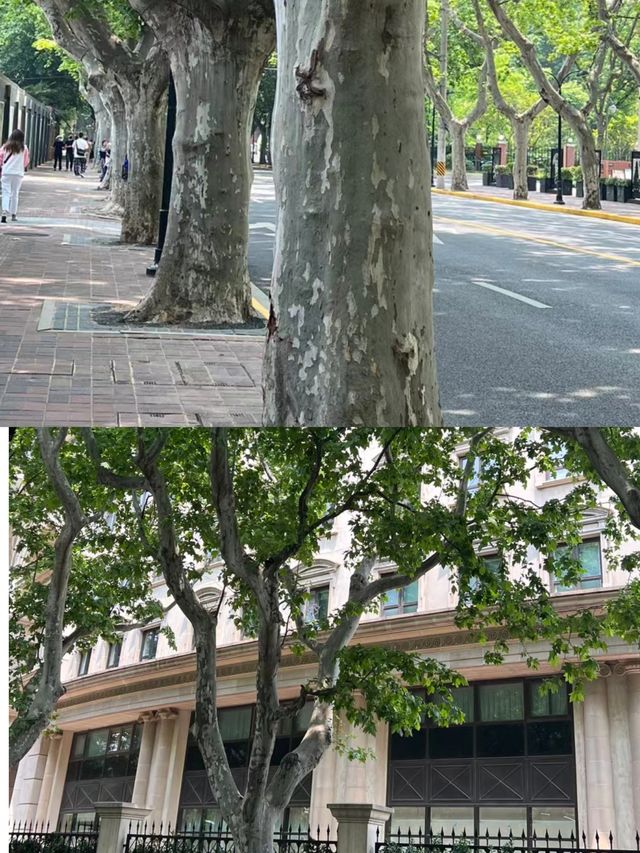 上海｜徐家匯衡山路