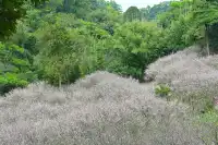 快去看白雲山梅花開了不用門票