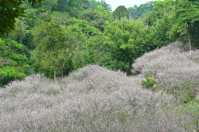 快去看白雲山梅花開了不用門票