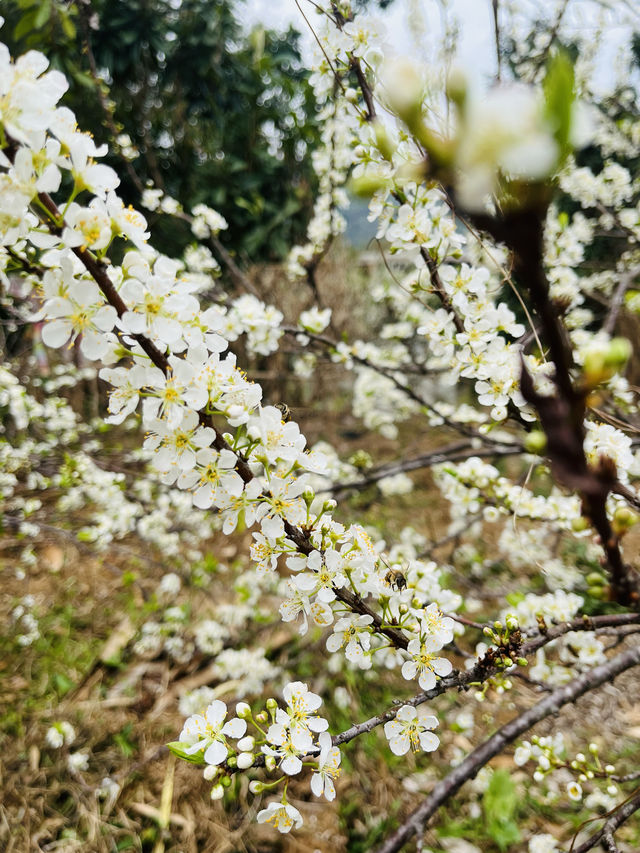桂峰山下李花開……
